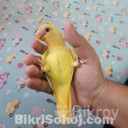 Lovebird tame baby handfeed full ..close ring